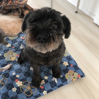 シュナウザー　メス♀ ブラック