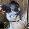 チンチラ 男の子 生後6ヶ月 スタンダードグレー サムネイル6