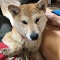 明るくカワイイ生後7ヶ月の柴犬女子