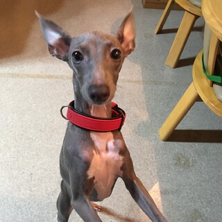 イタグレ　オス♂