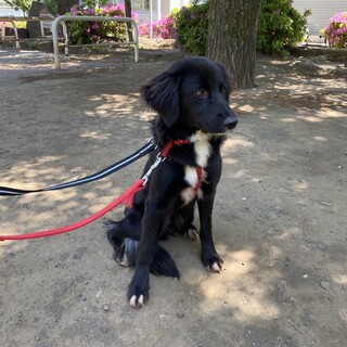 応募者多数につき一旦停止　ミニフラッティ風