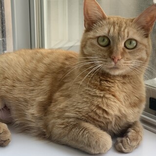 ゴロゴロ甘えん坊まるどら茶トラの可愛い女の子。