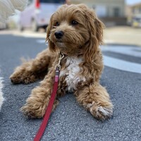 のん