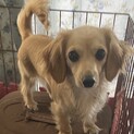 チワックス1歳♀(返信対応中)