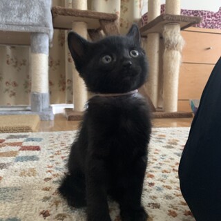 ありがとうございました★可愛い黒猫ソフィーちゃん
