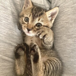 ありがとうございました★可愛いキジ虎ウッディー君