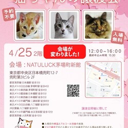 ねこざんまい譲渡会@日本橋兜町