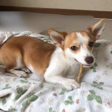 お気に入りのおやつ