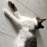 SORA