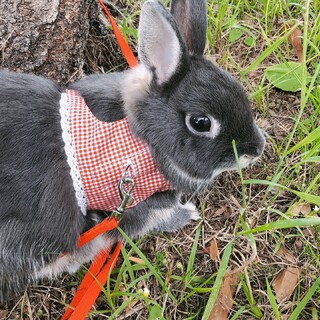 可愛がってあげてください。