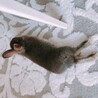 可愛がってあげてください。 サムネイル2