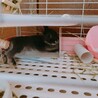 可愛がってあげてください。 サムネイル3