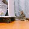 可愛がってあげてください。 サムネイル7