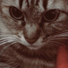 黒猫の飼い主☆