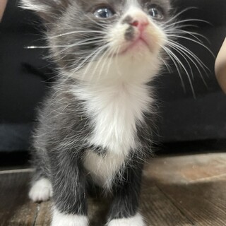 のらくろ二等兵