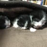 生後2週間の子猫です サムネイル2