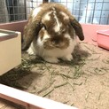 ホーランドロップのうさたくん