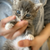 グレーの子猫ちゃん サムネイル2