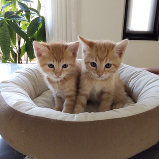 一時中断　茶トラの兄弟を家族にてください