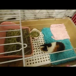 モルモット♀(一時停止)