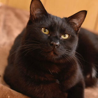 黒猫のロコちゃん2歳
