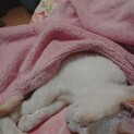 白猫くんの里親募集です。