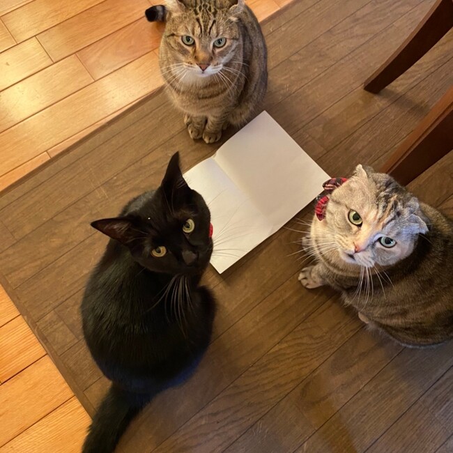 kotachan299のカバー写真