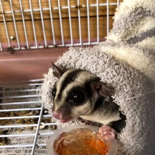 仲良しフクロモモンガ 里親募集❣️