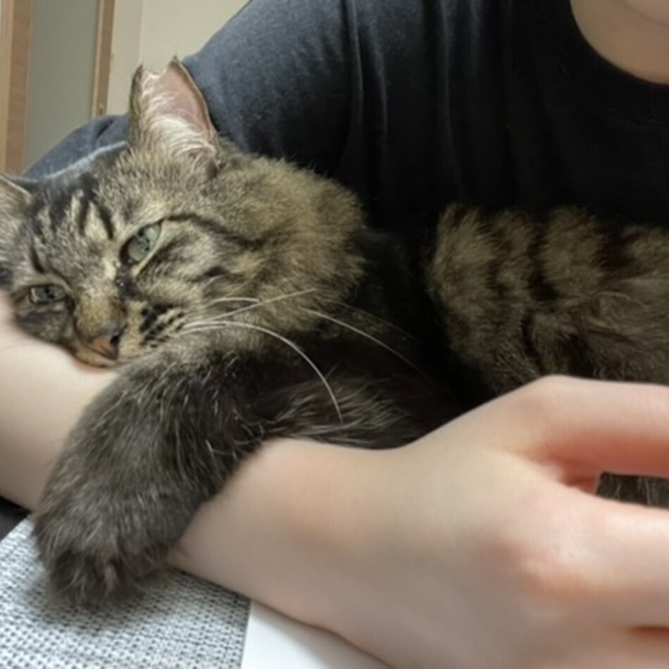 ライのカバー写真