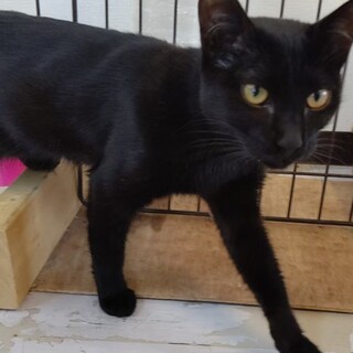 【保護猫】いちご推定2歳♀黒猫