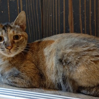 【保護猫】ジャスミン1歳♀キジサビ