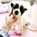 陽気で懐っこい♡ポッチちゃん　2ヶ月