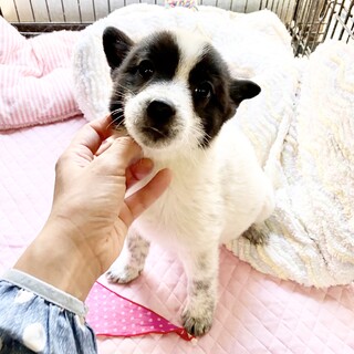 陽気で懐っこい♡ポッチちゃん　2ヶ月