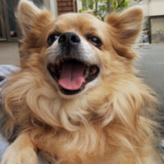 チワワミックス？ポルテトライアルです