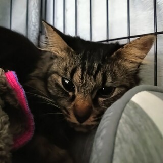 カヌレ、長毛メス