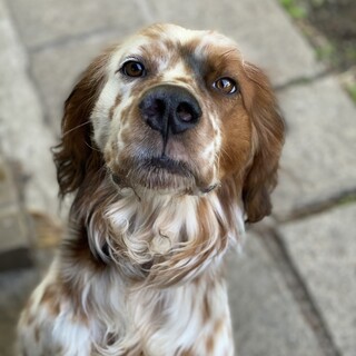 セッターの男の子★ナイン、5歳位です