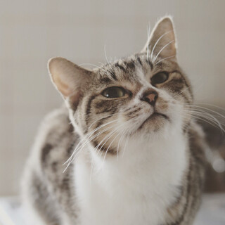 岐阜多頭崩壊現場レスキュー☆イケメンきりんくん☆