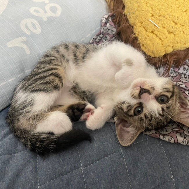 Sakai❤︎猫活のカバー写真