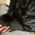 かわいいにゃんこくん！