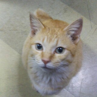 新しい家族が決まりました　茶トラの可愛い女の子