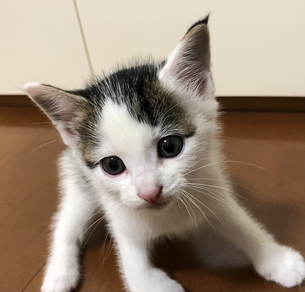背中にハートマーク 甘え 大阪府 猫の里親募集 3603 ペットのおうち 月間利用者150万人