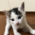 背中にハートマーク？甘えんぼなキジ白の男の子♡