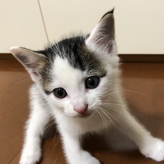 背中にハートマーク？甘えんぼなキジ白の男の子♡