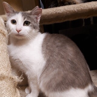 長毛白×グレーの下がり眉甘えん坊君