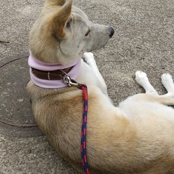 「首輪擦れ対策」サムネイル2