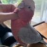 カキカキ大好きノアちゃん