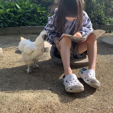 音読を聞く烏骨鶏のゼンちゃん