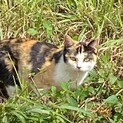 無人島からレスキュー！　若い三毛猫