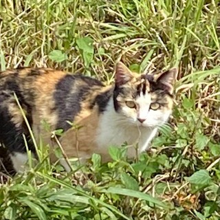 無人島からレスキュー！　若い三毛猫