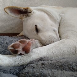 寝顔カワイイ。